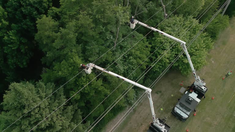 How Our Tree Care Process Works  in  Punxsutawney, PA